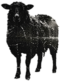 BLACK SHEEP